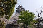 杵築城と桜2020